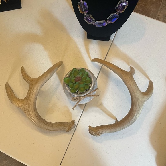 🦌4x4.5 Point Matching Whitetail Antler Set - Picture 7 of 8